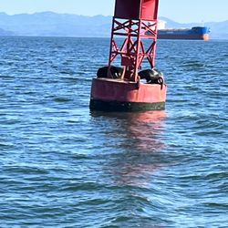 Arrow Tug