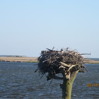 Basnight's Lone Cedar Cafe - Osprey nesting outside the restaurant - mom's home. - Seafood Near Me - Nags Head, North Carolina Basnight's Lone Cedar Cafe - Osprey nesting outside the restaurant - mom's home. - Seafood Near Me - Nags Head, North Carolina