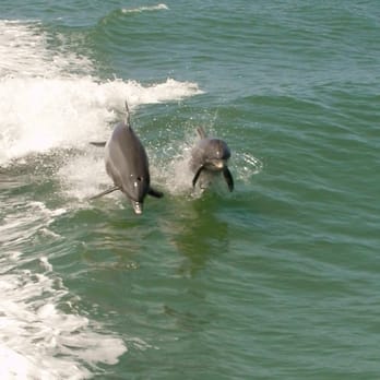 Dolphin Racer Speedboat - Tours Near Me - South Pasadena, Florida Dolphin Racer Speedboat - Tours Near Me - South Pasadena, Florida