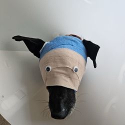 Lynnhaven Middle - Dog