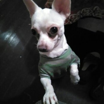 Las Palmas Pet Clinic - Pablo will be coming soon for his 2nd set if shots.  My Pablo is such a cute and friendly pup. - Veterinarians Near Me - San Antonio, Texas
