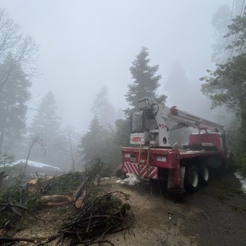 HLI Tree Experts - Snow and fog, np! - Tree Services Near Me HLI Tree Experts - Snow and fog, np! - Tree Services Near Me