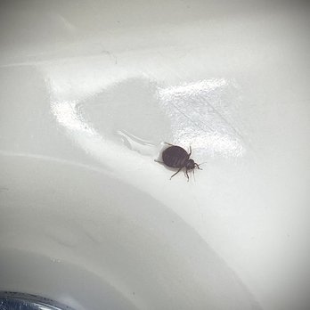 Vagabond Inn - Buttonwillow North I-5 - Bed bug - Hotels Near Me - Buttonwillow, California