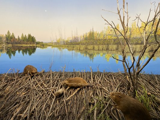 Royal Alberta Museum by null