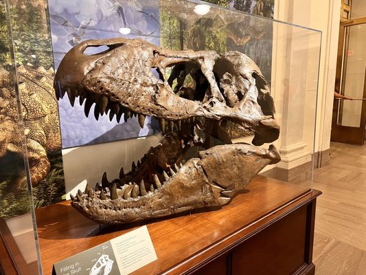 Smithsonian National Museum of Natural History by null