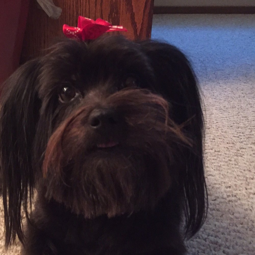PetSmart - Trixie girl! - Pet Stores Near Me - Vacaville, California PetSmart - Trixie girl! - Pet Stores Near Me - Vacaville, California