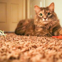 Raven's K9 to 5 Pet Services - ..