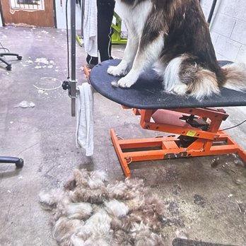 Dirty Dogs - During appointment. Look at all that fluff! - Pet Groomers Near Me - Solana Beach, California