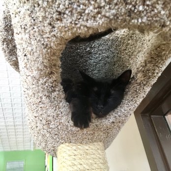 The Cafe Meow - Sadie? - Coffee & Tea Near Me - Roseville, Minnesota The Cafe Meow - Sadie? - Coffee & Tea Near Me - Roseville, Minnesota