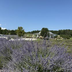 Brys Estate Vineyard & Winery - Lavender fields (secret garden)