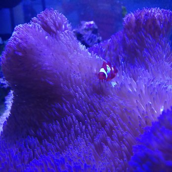 Oceanlife Aquariums - Aquarium Services Near Me - Houston, Texas Oceanlife Aquariums - Aquarium Services Near Me - Houston, Texas