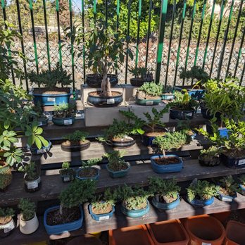 Armstrong Garden Centers - a variety of potted plants - Nurseries & Gardening Near Me - La Habra, California Armstrong Garden Centers - a variety of potted plants - Nurseries & Gardening Near Me - La Habra, California