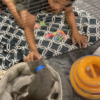 Orlando Cat Cafe - Animal Shelters Near Me - Clermont, Florida Orlando Cat Cafe - Animal Shelters Near Me - Clermont, Florida