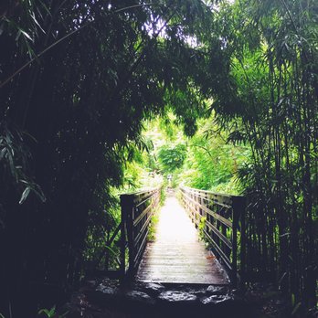 Pipiwai Trail - Entry to the forest - Hiking Near Me - Hana,, Hawaii