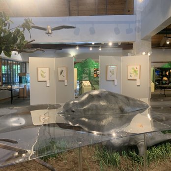 Anne Kolb Nature Center - Nature center manatee exhibit - Parks Near Me - Hollywood, Florida