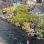 Photo of Bertha's Gardens