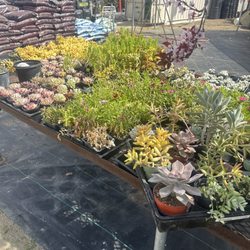 Bertha's Gardens - Succulents for daaays