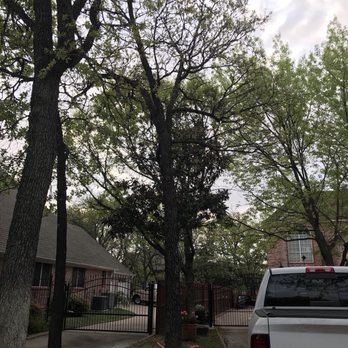 Mercer Tree Service - Tree Services Near Me - Fort Worth, Texas Mercer Tree Service - Tree Services Near Me - Fort Worth, Texas