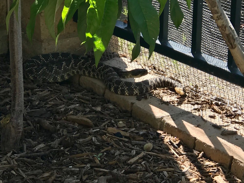 CASTAIC ANIMAL CARE CENTER 【52 Photos & 97 Reviews】 31044 Charlie