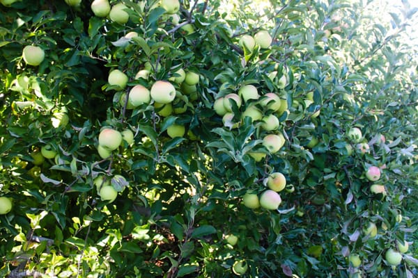 Wilklow Orchards by null