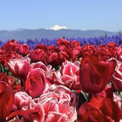 Roozengaarde Display Garden & Store - Color, tulips, trees, and mountains.