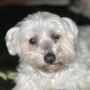 Photo of CVCA Cardiac Care for Pets