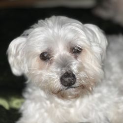 CVCA Cardiac Care for Pets - Peppi