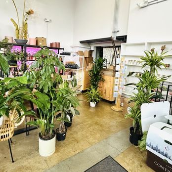 Bloomsgiving - The plant side of the store - Florists Near Me - Mountain View, California