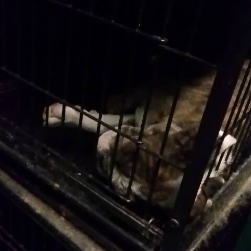 Pets R Us - Back room puppy.  Is it alive? - Pet Stores Near Me - Reno, Nevada