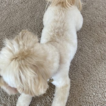 Oh My Dog! Grooming - Fresh Maltipoo cut! Nice and even! - Pet Groomers Near Me - Murrieta, California Oh My Dog! Grooming - Fresh Maltipoo cut! Nice and even! - Pet Groomers Near Me - Murrieta, California