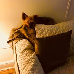 Woofs 'n Purrs - Luckie hanging out watching Harry Potter movie