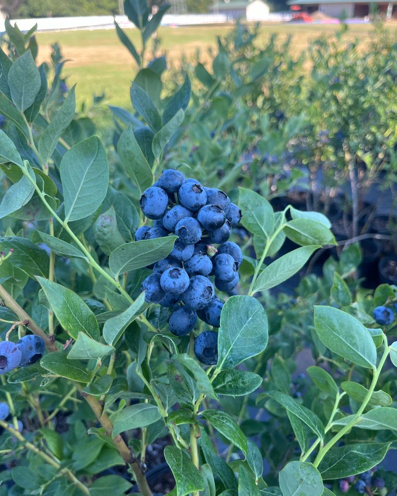 Patterson Creek Farm - equestrian in Fall City, WA