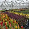 Perennials Plus gift card