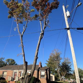 Legacy Tree Expert - Tree remove - Tree Services Near Me - Evington, Virginia Legacy Tree Expert - Tree remove - Tree Services Near Me - Evington, Virginia