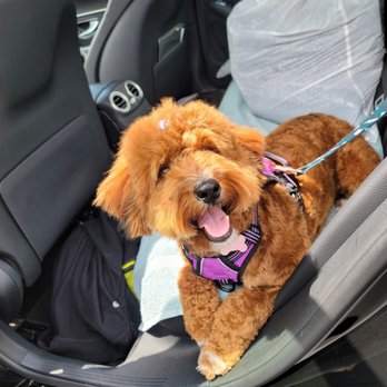Lorrie's Paw Spa - I'm feeling so beautiful! - Pet Groomers Near Me - Rancho Cucamonga, California