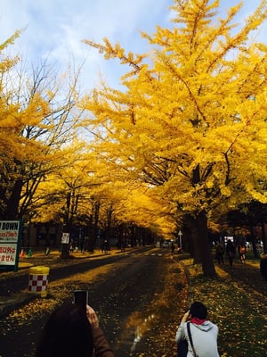 Hokkaido University by null