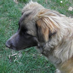 Doubting Thomas Farms - Our offical greeeter! He happens to be a cat person himself!