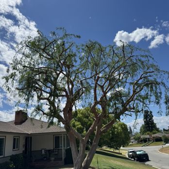 Henriquez Tree Service - Tree Services Near Me - Bakersfield, California