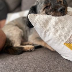 La Habra Animal Hospital - Relaxing post treatment