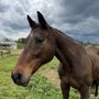 Photo of Bristol Equestrian Center