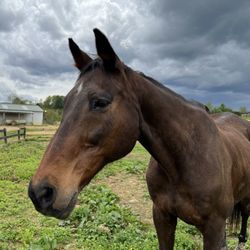 Bristol Equestrian Center