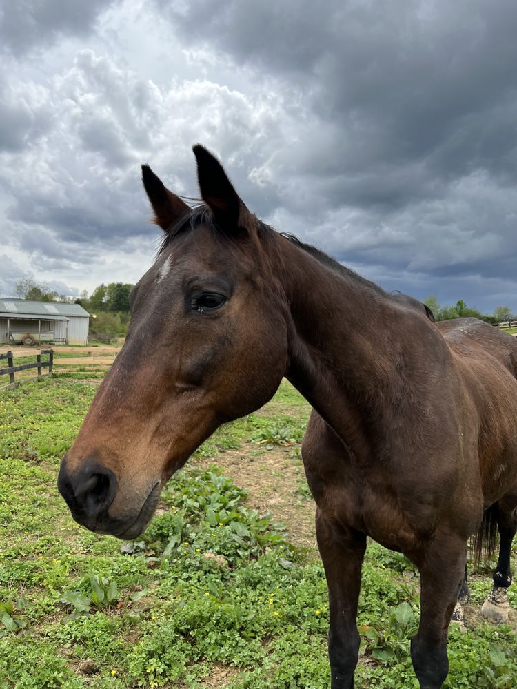 BRISTOL EQUESTRIAN CENTER Updated August 2024 Request Information