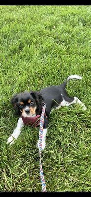 Windcrest Animal Hospital