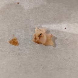 Unedible cartilage/bone