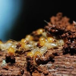 Protective Pest Control
