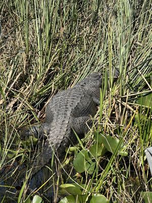 Gator Park by null