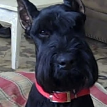Skansen Kennel - Pet Sitting Near Me - Sebastopol, California Skansen Kennel - Pet Sitting Near Me - Sebastopol, California