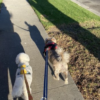 Critter Lodge - Going for a walk - Pet Boarding Near Me - Fullerton, California