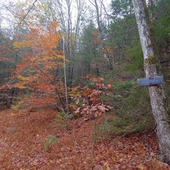 Bijhouwer Forest - Hiking Near Me - Phippsburg, Maine