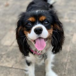 Cambria Veterinary Clinic - Abby